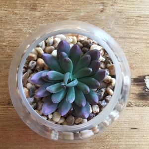 Fake succulent terrarium